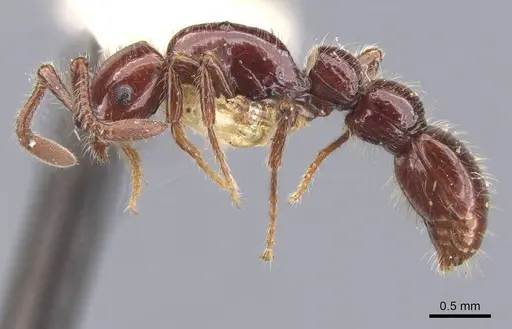 Parasyscia lindrothi specimen CASENT0911259 image casent0911259_3