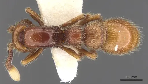 Parasyscia luteoviger specimen CASENT0902744 image casent0902744_1