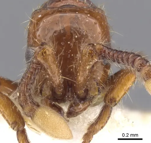 Parasyscia luteoviger specimen CASENT0902744 image casent0902744_2