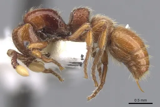 Parasyscia luteoviger specimen CASENT0902744 image casent0902744_3