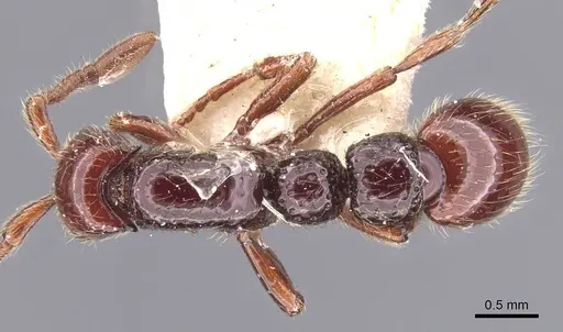 Parasyscia majuscula specimen CASENT0911260 image casent0911260_1