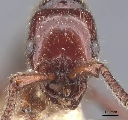Parasyscia majuscula specimen CASENT0911260 image casent0911260_2