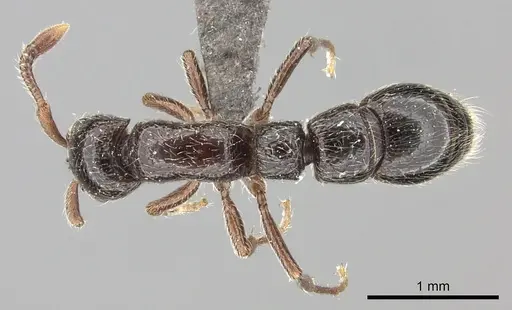 Parasyscia natalensis specimen CASENT0235870 image casent0235870_1