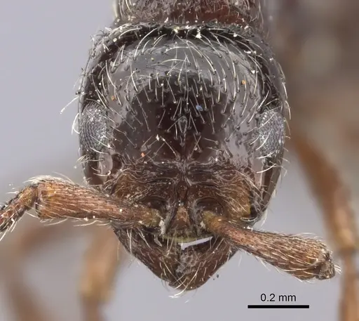 Parasyscia natalensis specimen CASENT0235870 image casent0235870_2