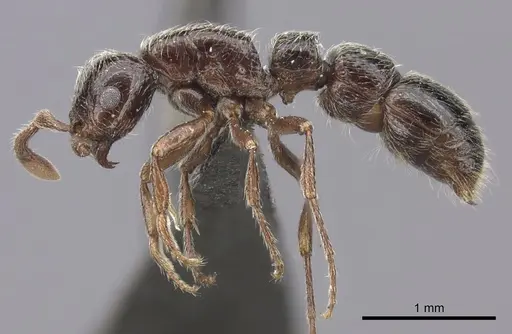 Parasyscia natalensis specimen CASENT0235870 image casent0235870_3