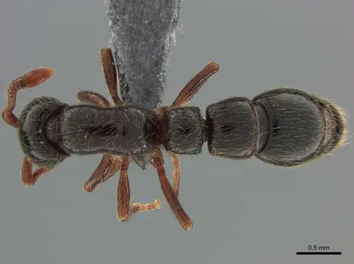 Parasyscia natalensis specimen CASENT0815233 image casent0815233_1