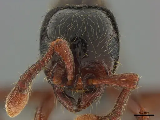 Parasyscia natalensis specimen CASENT0815233 image casent0815233_2