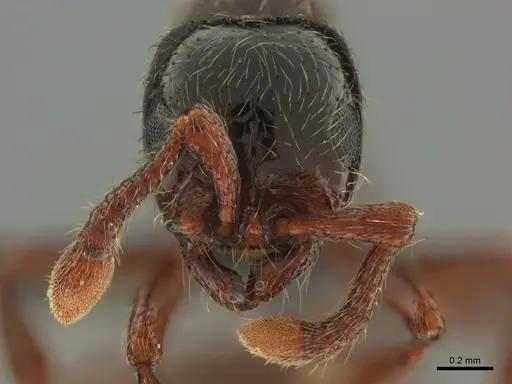 Parasyscia natalensis specimen CASENT0815233 image casent0815233_3