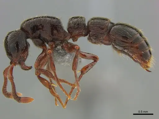 Parasyscia natalensis specimen CASENT0815233 image casent0815233_4