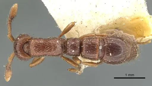 Parasyscia natalensis specimen CASENT0902713 image casent0902713_1