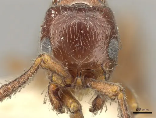 Parasyscia natalensis specimen CASENT0902713 image casent0902713_2