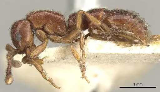 Parasyscia natalensis specimen CASENT0902713 image casent0902713_3