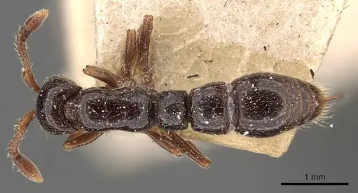 Parasyscia natalensis specimen CASENT0907051 image casent0907051_1