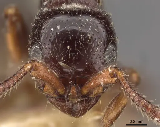 Parasyscia natalensis specimen CASENT0907051 image casent0907051_2