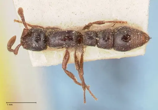 Parasyscia natalensis specimen FOCOL0790 image focol0790_1