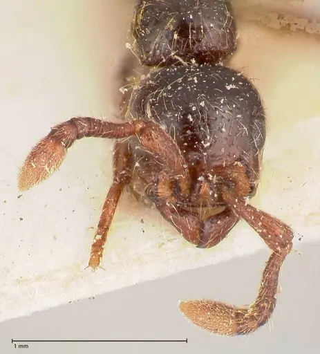 Parasyscia natalensis specimen FOCOL0790 image focol0790_2