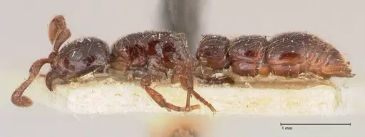 Parasyscia natalensis specimen FOCOL0790 image focol0790_3