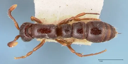 Parasyscia natalensis specimen FOCOL0791 image focol0791_1