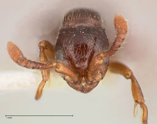 Parasyscia natalensis specimen FOCOL0791 image focol0791_2