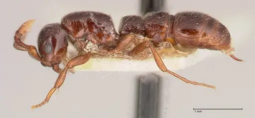 Parasyscia natalensis specimen FOCOL0791 image focol0791_3