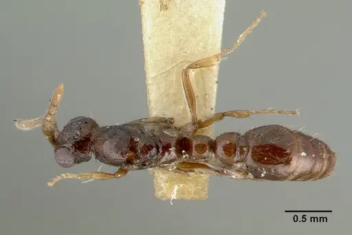 Parasyscia nitens specimen CASTYPE06961 image castype06961_1