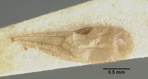 Parasyscia nitens specimen CASTYPE06961 image castype06961_2