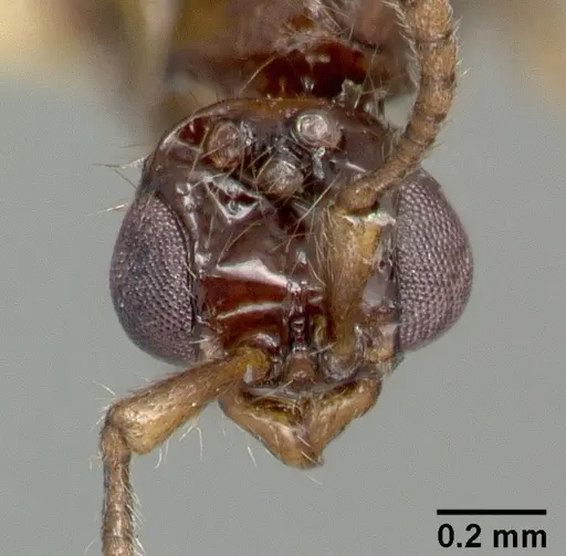 Parasyscia nitens specimen CASTYPE06961 image castype06961_3