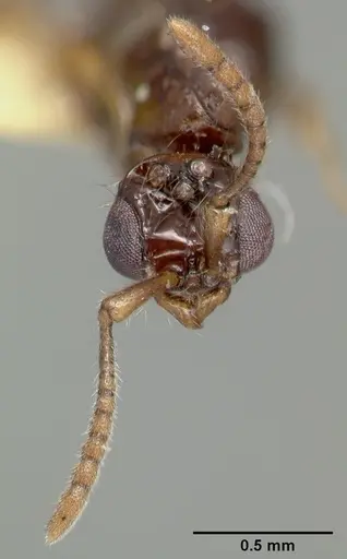 Parasyscia nitens specimen CASTYPE06961 image castype06961_4