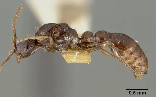 Parasyscia nitens specimen CASTYPE06961 image castype06961_5
