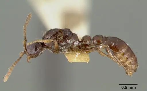 Parasyscia nitens specimen CASTYPE06961 image castype06961_6