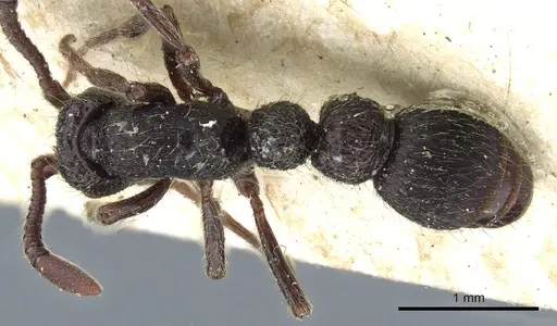 Parasyscia opaca specimen CASENT0903773 image casent0903773_1