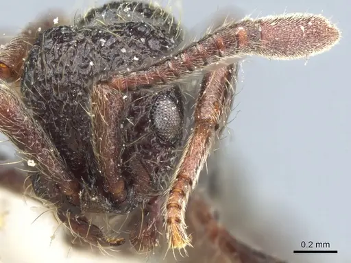 Parasyscia opaca specimen CASENT0903773 image casent0903773_2