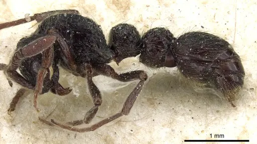 Parasyscia opaca specimen CASENT0903773 image casent0903773_3