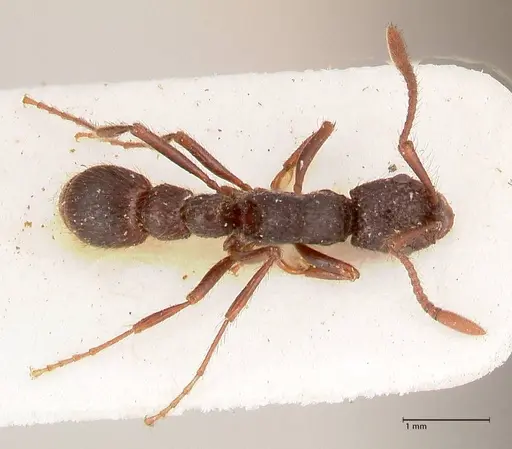 Parasyscia opaca specimen FOCOL0800 image focol0800_1