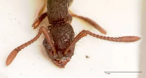 Parasyscia opaca specimen FOCOL0800 image focol0800_2