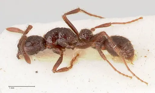 Parasyscia opaca specimen FOCOL0800 image focol0800_3