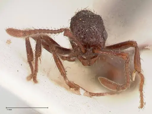Parasyscia opaca specimen FOCOL0801 image focol0801_2