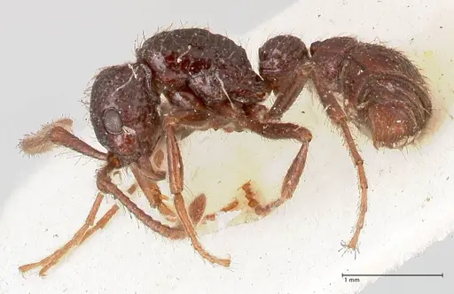 Parasyscia opaca specimen FOCOL0801 image focol0801_3