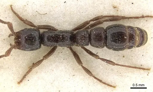 Parasyscia peringueyi specimen CASENT0281975 image casent0281975_1