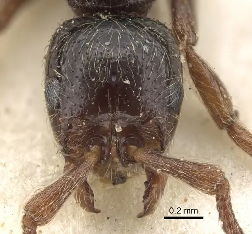 Parasyscia peringueyi specimen CASENT0281975 image casent0281975_2