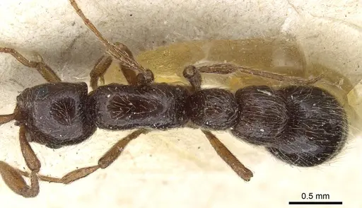 Parasyscia peringueyi specimen CASENT0903774 image casent0903774_1
