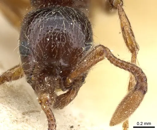 Parasyscia peringueyi specimen CASENT0903774 image casent0903774_2