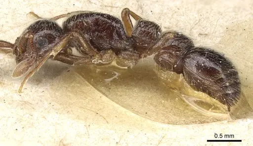 Parasyscia peringueyi specimen CASENT0903774 image casent0903774_3