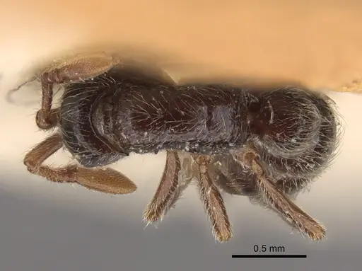 Parasyscia peringueyi specimen CASENT0917743 image casent0917743_1