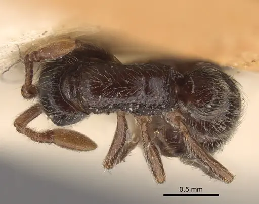 Parasyscia peringueyi specimen CASENT0917743 image casent0917743_2