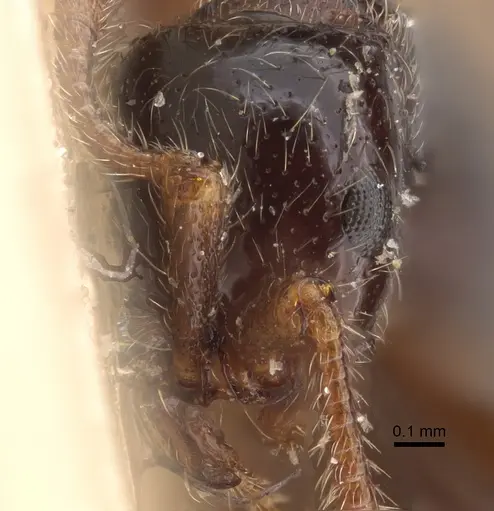 Parasyscia peringueyi specimen CASENT0917743 image casent0917743_3
