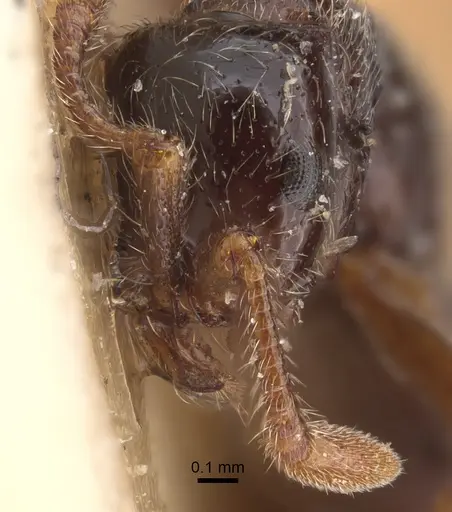 Parasyscia peringueyi specimen CASENT0917743 image casent0917743_4