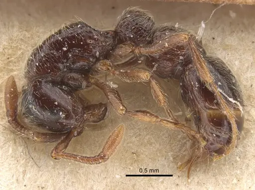 Parasyscia peringueyi specimen CASENT0917743 image casent0917743_5