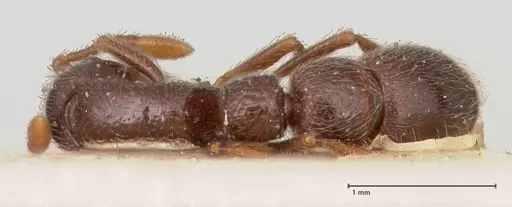 Parasyscia peringueyi specimen FOCOL0792 image focol0792_1