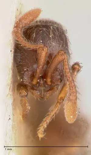 Parasyscia peringueyi specimen FOCOL0792 image focol0792_2